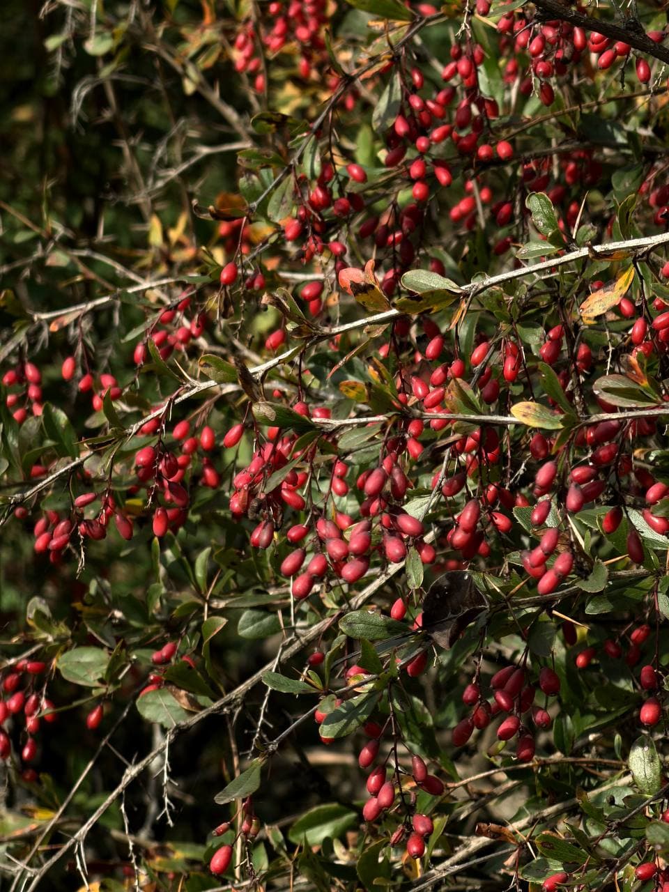 Svaneti's Slopes Turn Red: Barberry in Autumn Splendor