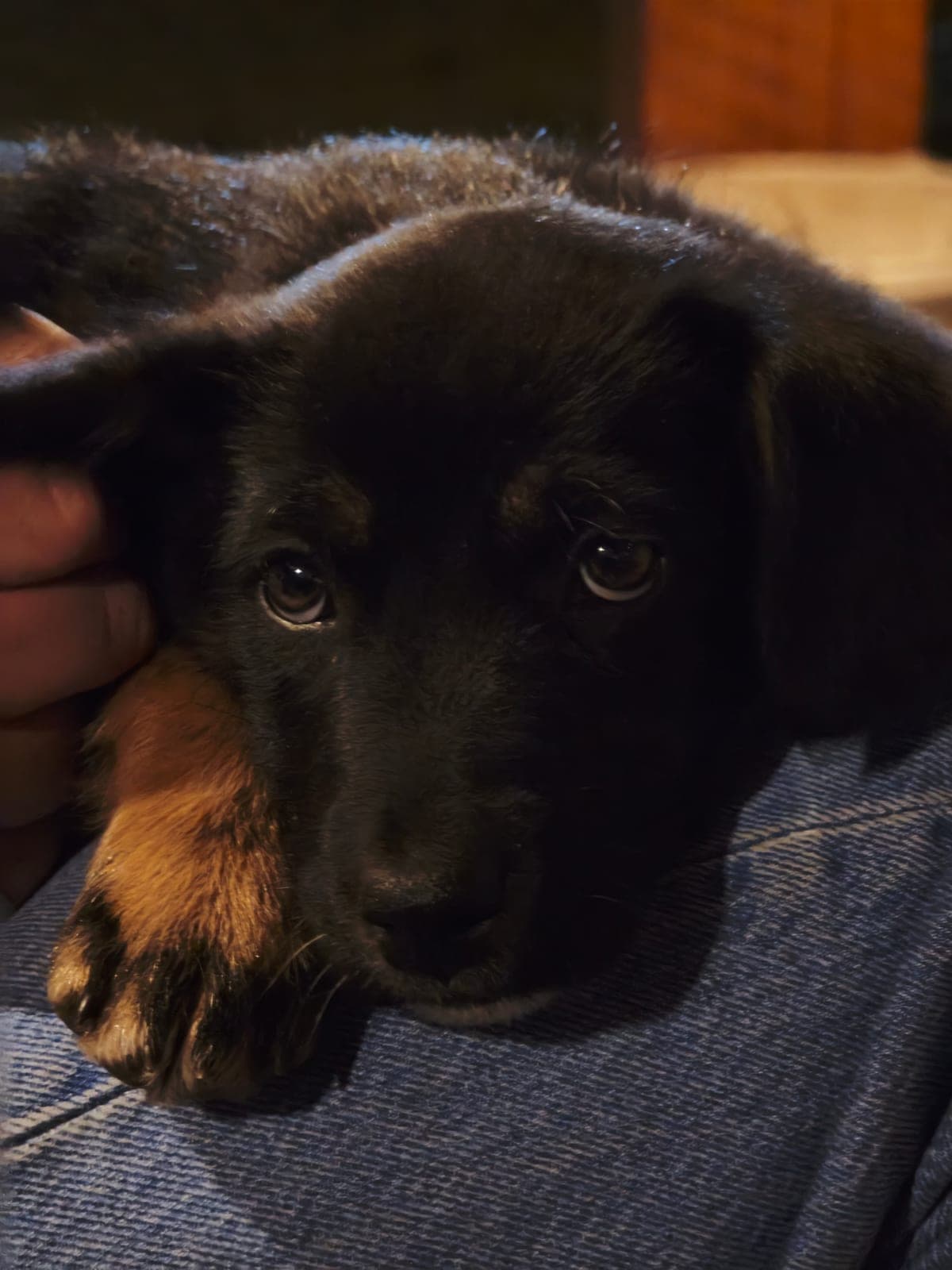 Svaneti puppy
