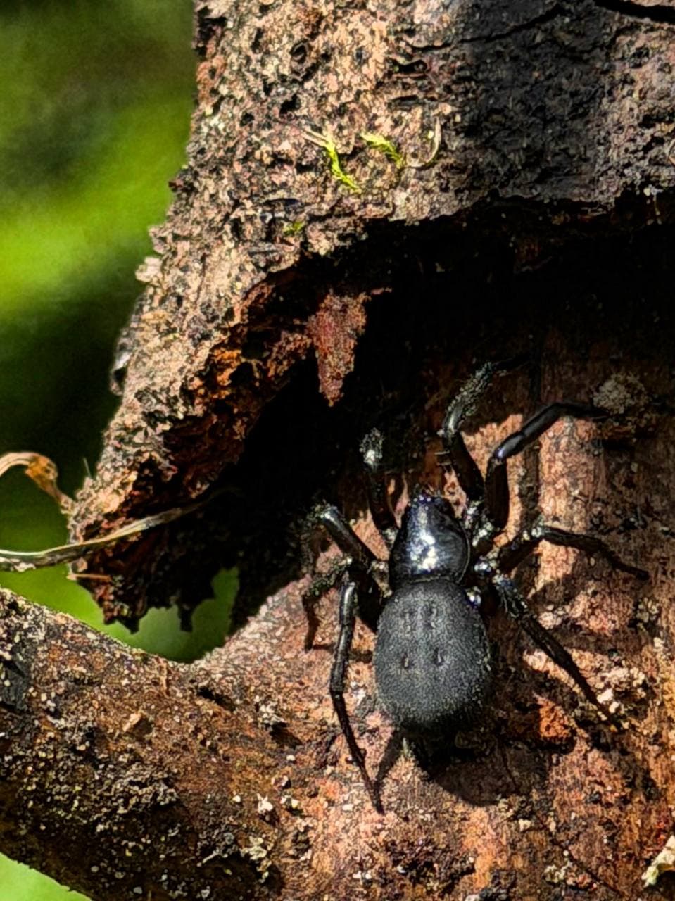 What I Found Under the Bark in Svaneti's Forest